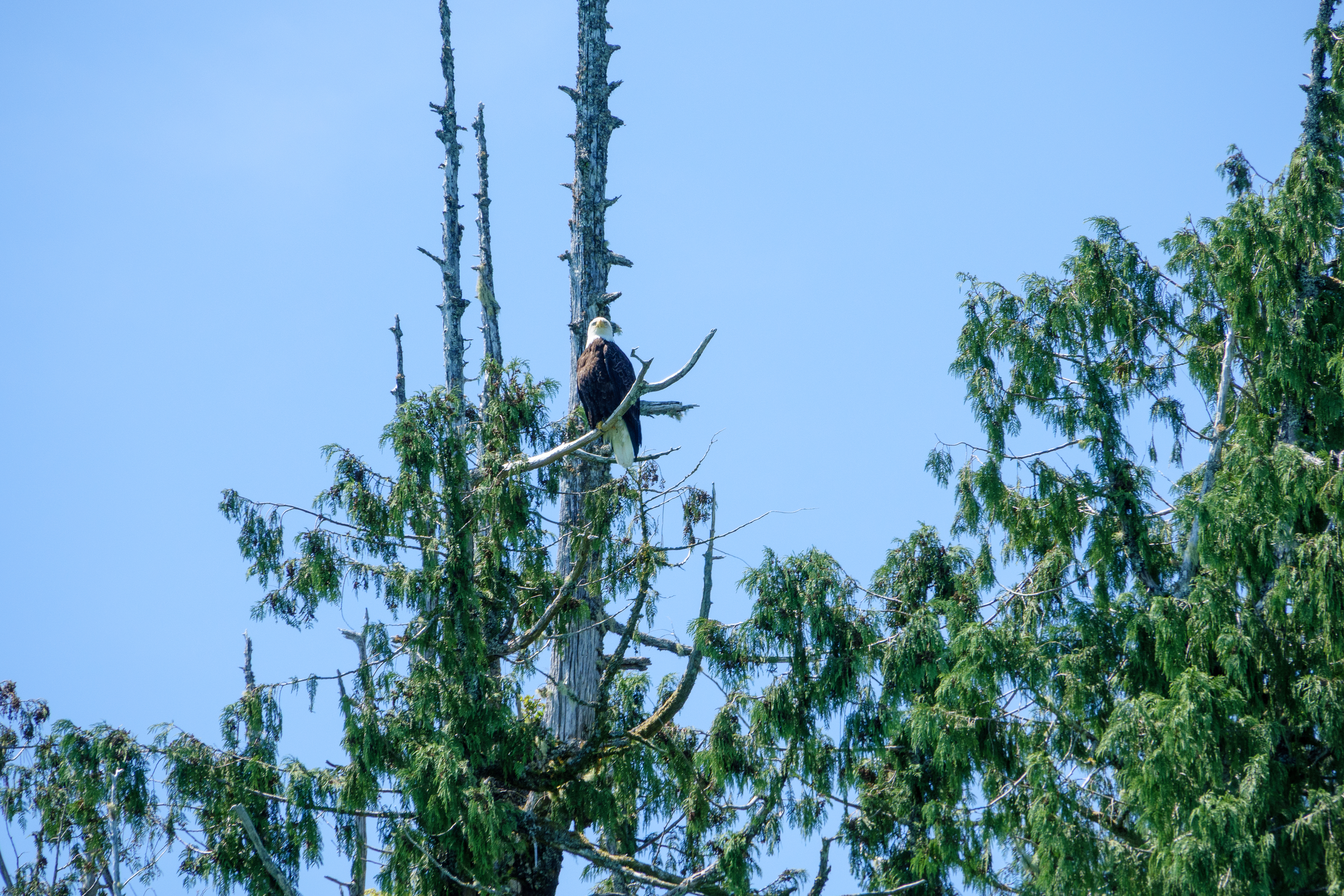 Bald eagle perched
