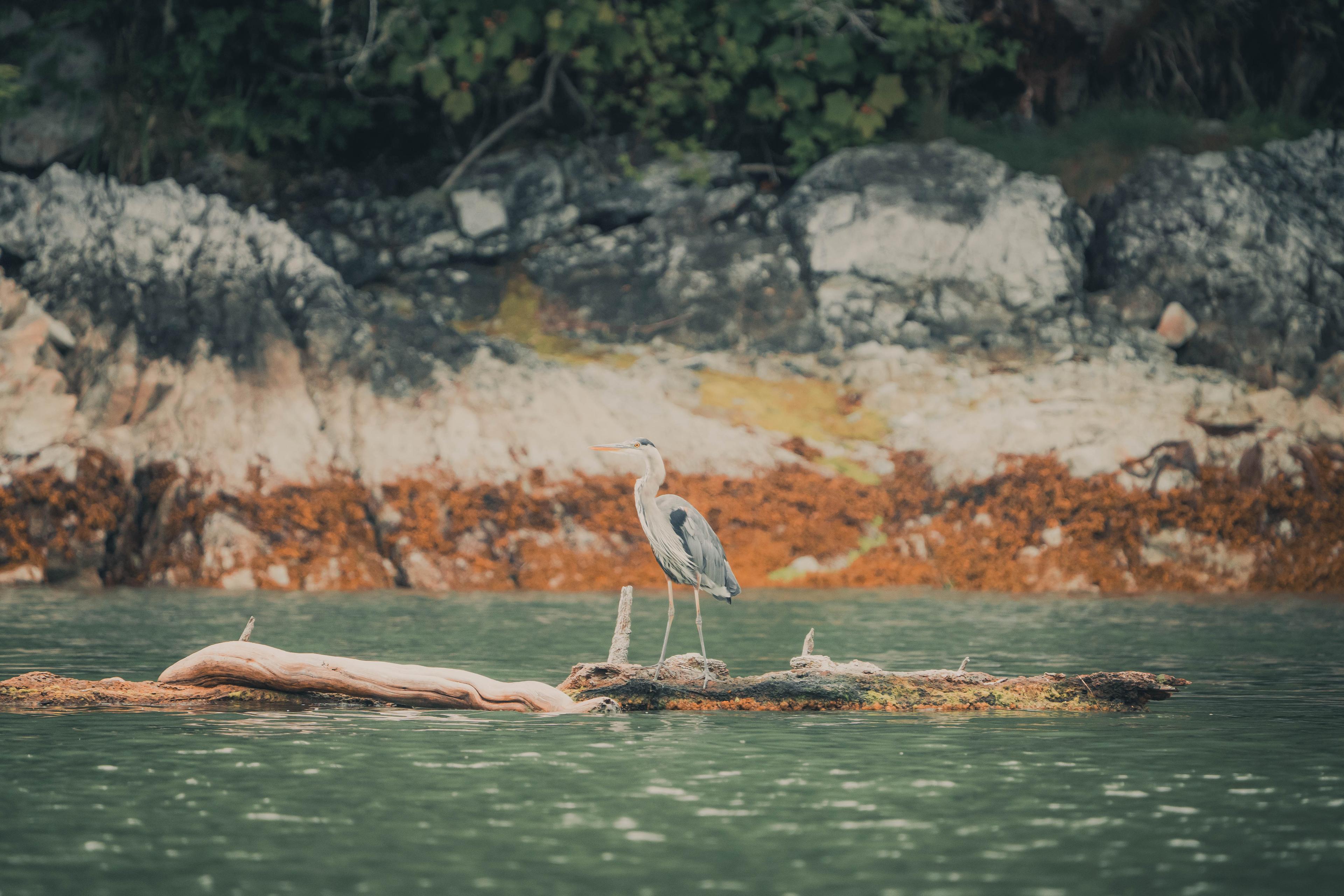 Great blue heron standing in shallows