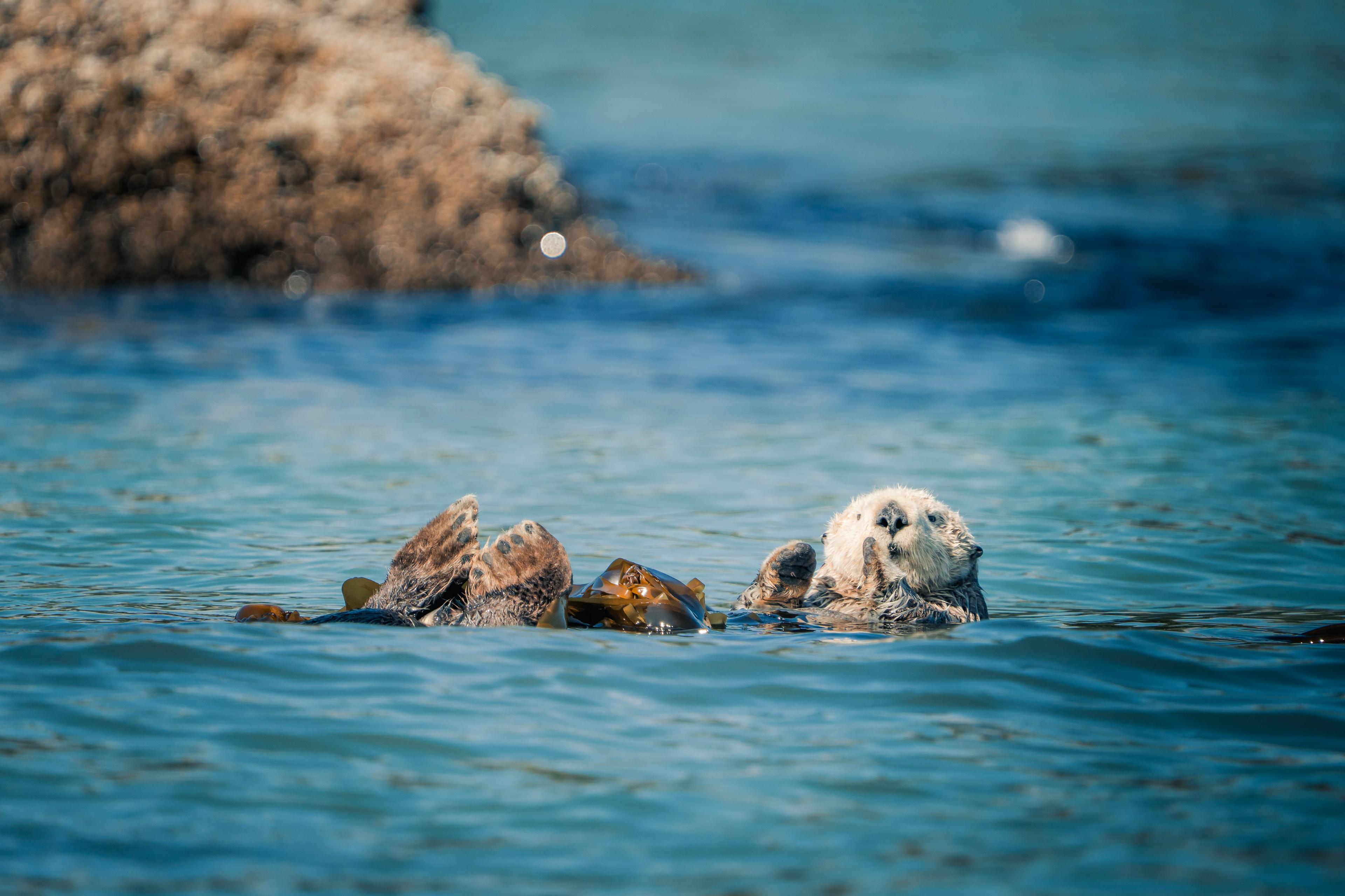 Sea otter floating in kelp