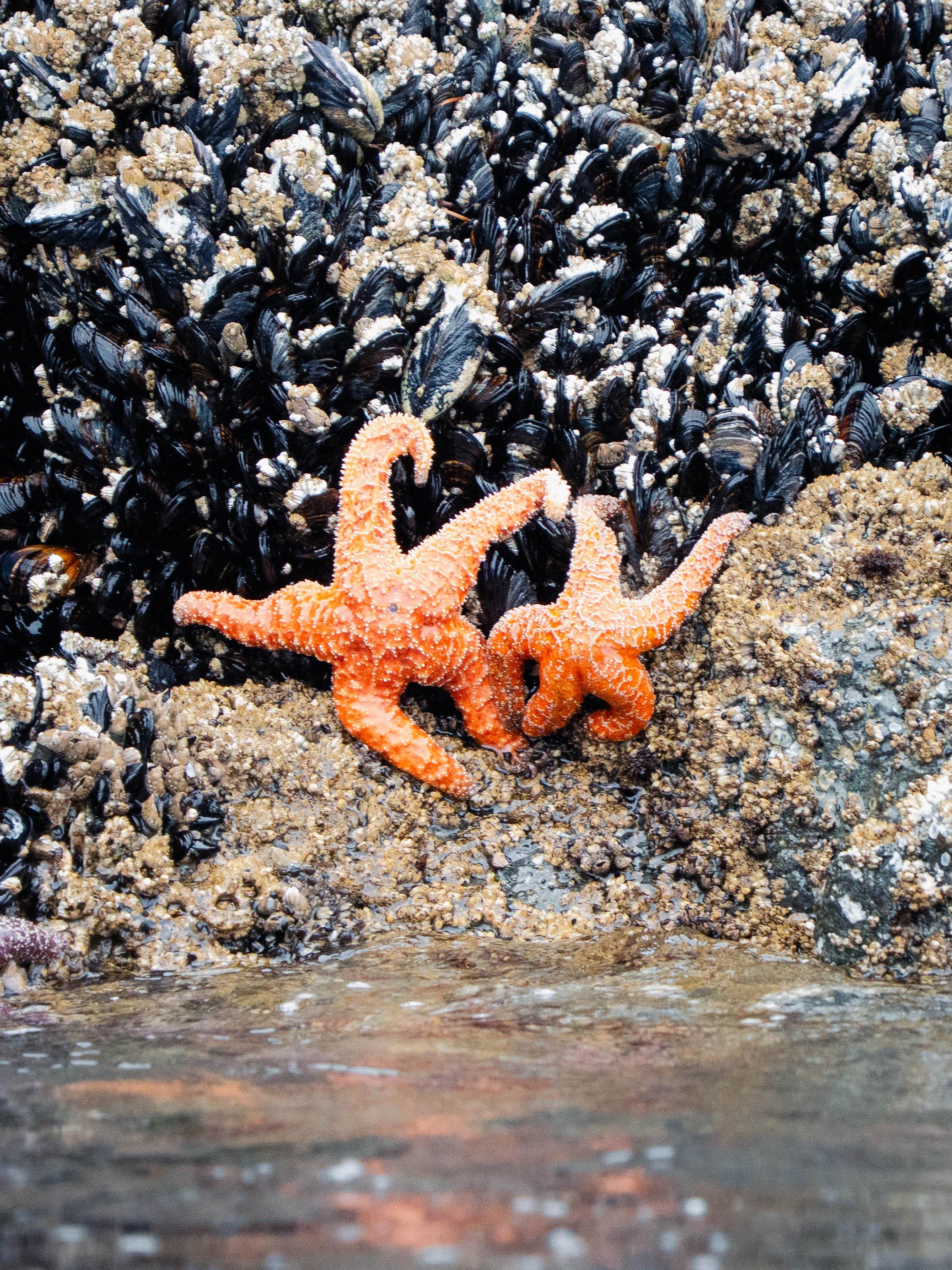 Colorful sea stars in tidal pools