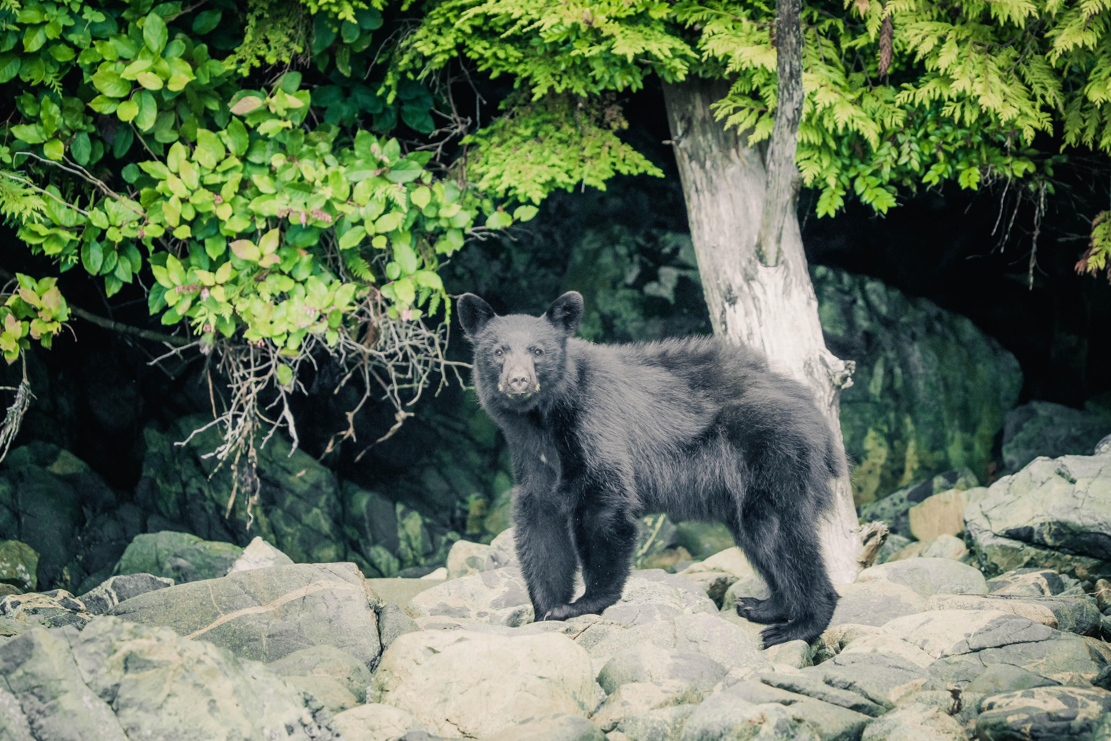 Wildlife and whale watching tour - see bears, eagles, whales and marine life