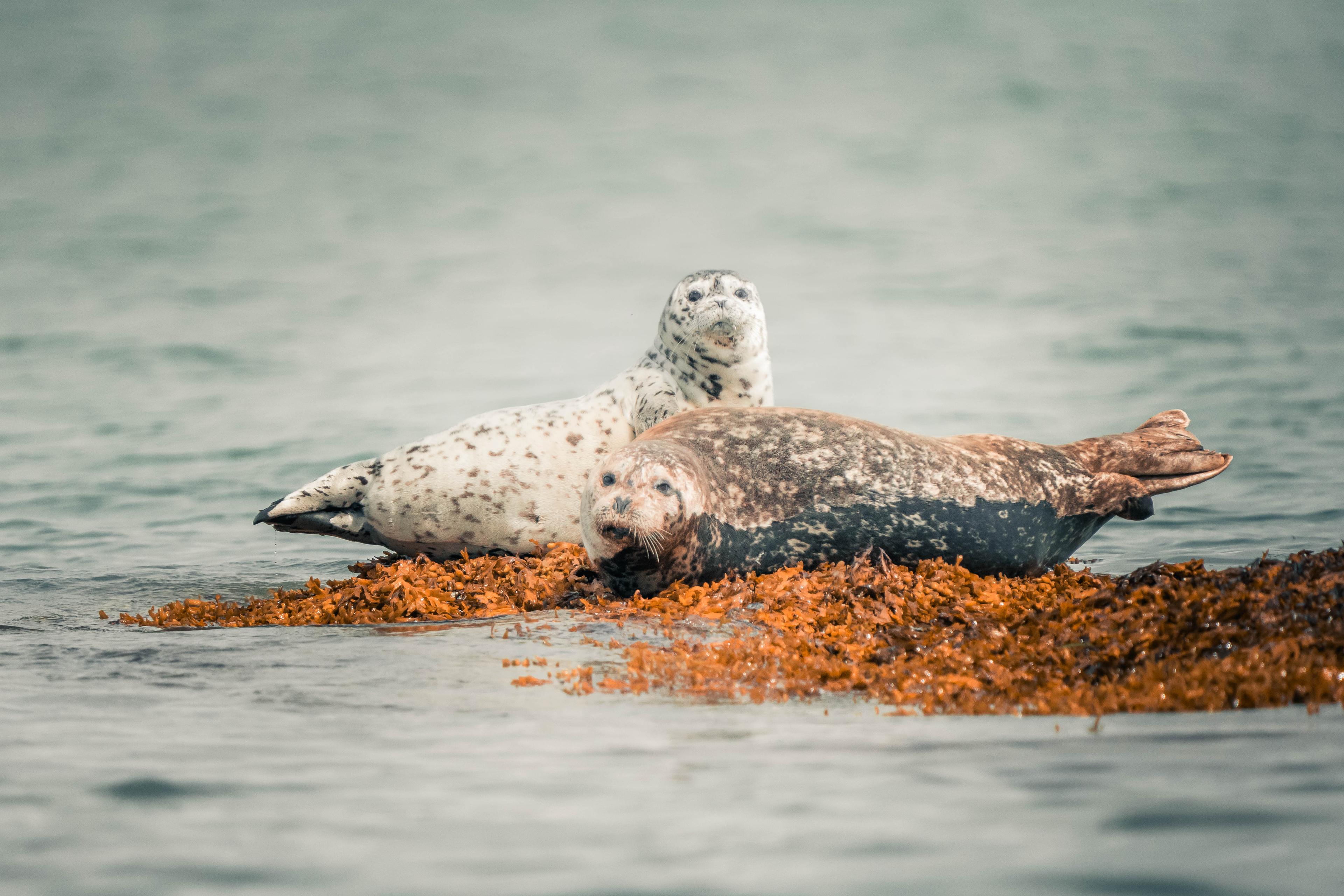Wildlife and whale watching tour - see bears, eagles, whales and marine life