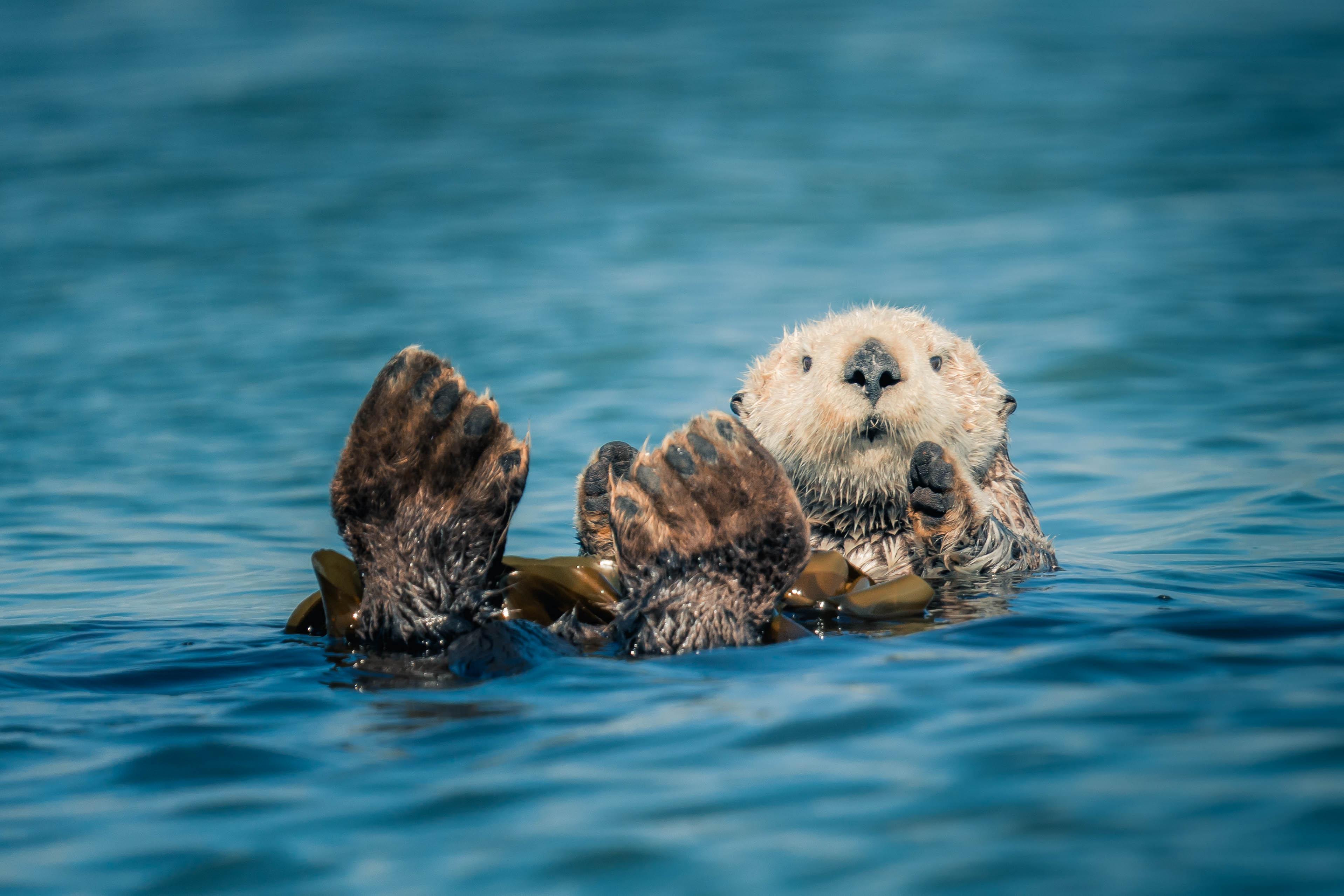 Wildlife and whale watching tour - see bears, eagles, whales and marine life
